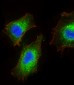 BMP1 Antibody